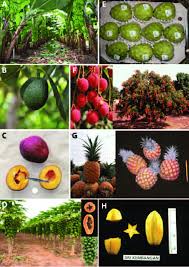 Subtropical Fruits